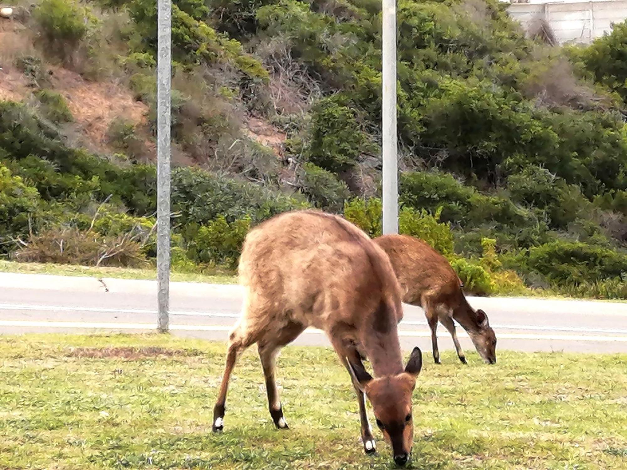 Jojo'S Bnb Mossel Bay Dış mekan fotoğraf